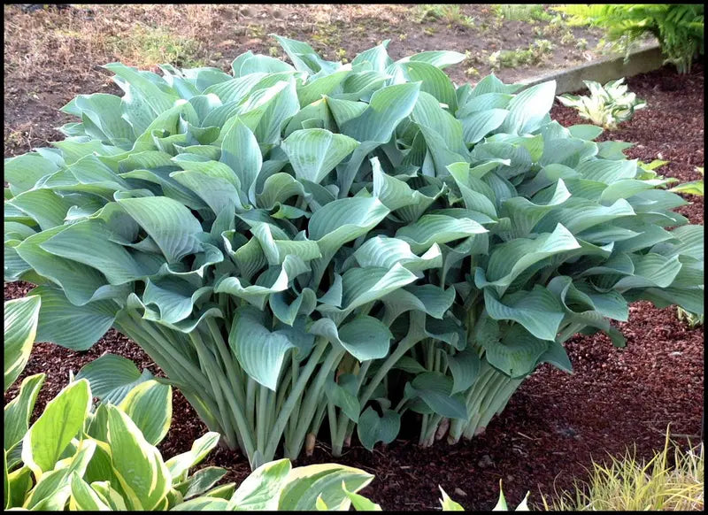 Krossa Regal Upright Hosta Shrub