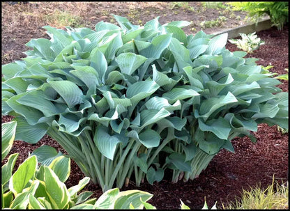 Krossa Regal Upright Hosta Shrub
