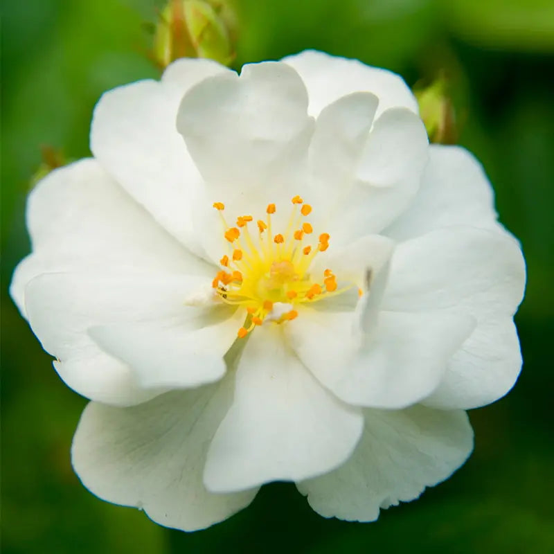 Heirloom Roses White Rose Bush  Cassie Shrub Rose Plant  Live Plants For Garden