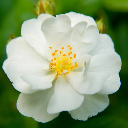 Heirloom Roses White Rose Bush  Cassie Shrub Rose Plant  Live Plants For Garden