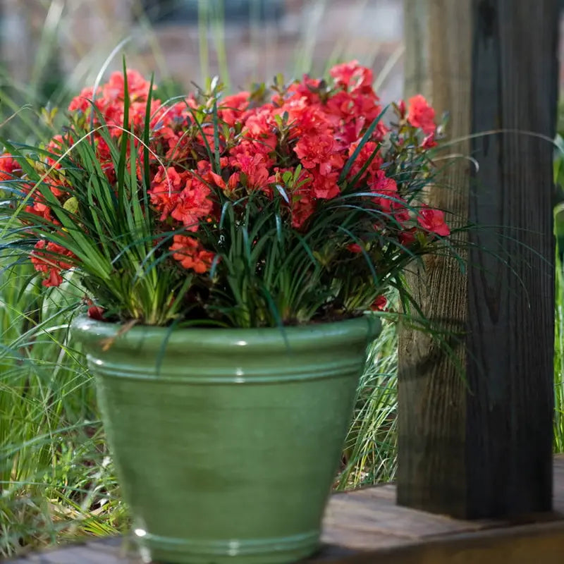 Encore Azalea Autumn Embers (1 Gallon) Red Pink Flowering Shrub  Full Sun Live Outdoor Plant