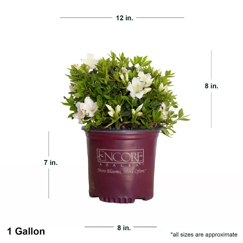 Encore Azalea Autumn Ivory (1 Gallon) White Flowering Shrub  Full Sun Live Outdoor Plant