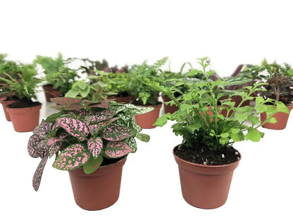 Mini Terrarium Plants (2 Plants) Fairy Garden Plants (Assorted Varieties) (2″ Pots)