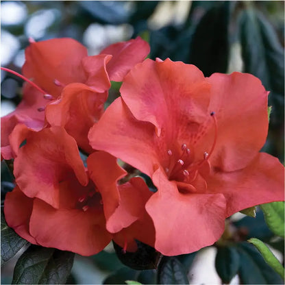 Encore Azalea Autumn Embers (1 Gallon) Red Pink Flowering Shrub  Full Sun Live Outdoor Plant