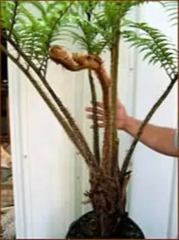 Australian Tree Fern  Cyathea cooperi  Exotic  6