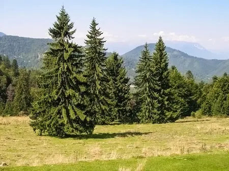 Norway Spruce Tree  Dense Evergreen Conifer with Drooping Branches and Year-Round Privacy