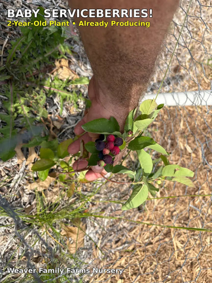 Saskatoon Serviceberry  Drought-Tolerant, Nutrient-Rich Native Shrub