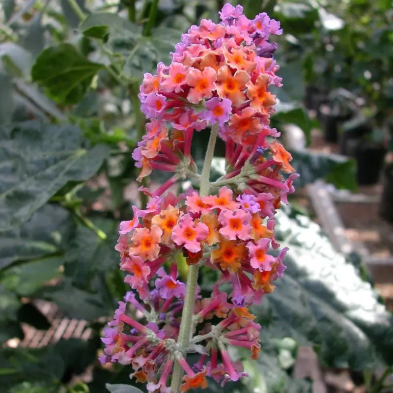 Set of 2 Buddleia