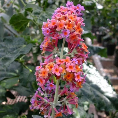 Set of 2 Buddleia