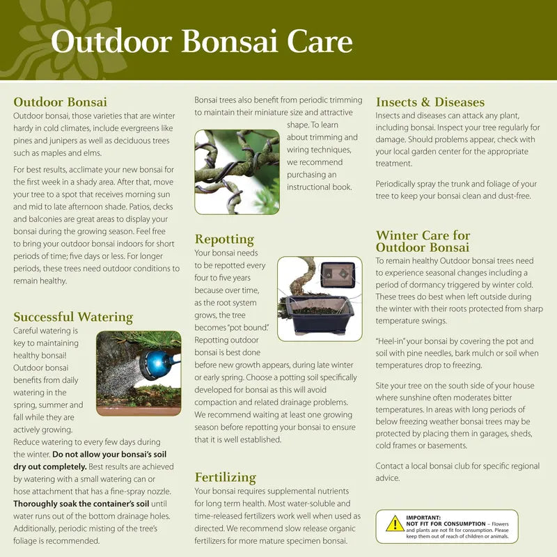 Brussel’s Chinese Elm Bonsai  X Large  (Outdoor)