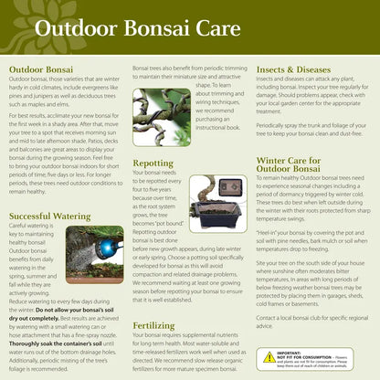 Brussel’s Chinese Elm Bonsai  X Large  (Outdoor)