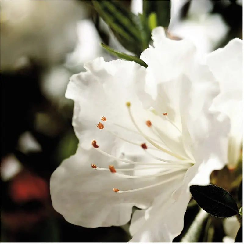 Encore Azalea Autumn Angel (1 Gallon) White Flowering Shrub  Full Sun Live Outdoor Plant