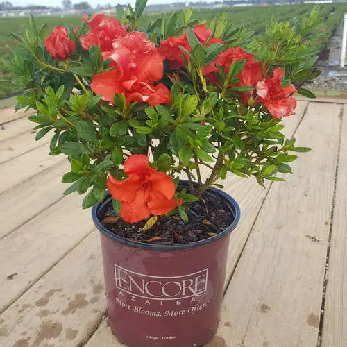 Encore Azalea Autumn Embers (1 Gallon) Red Pink Flowering Shrub  Full Sun Live Outdoor Plant