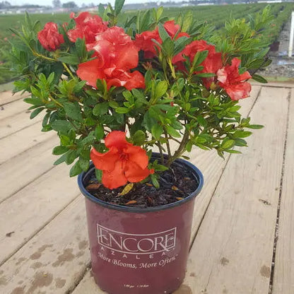 Encore Azalea Autumn Embers (1 Gallon) Red Pink Flowering Shrub  Full Sun Live Outdoor Plant