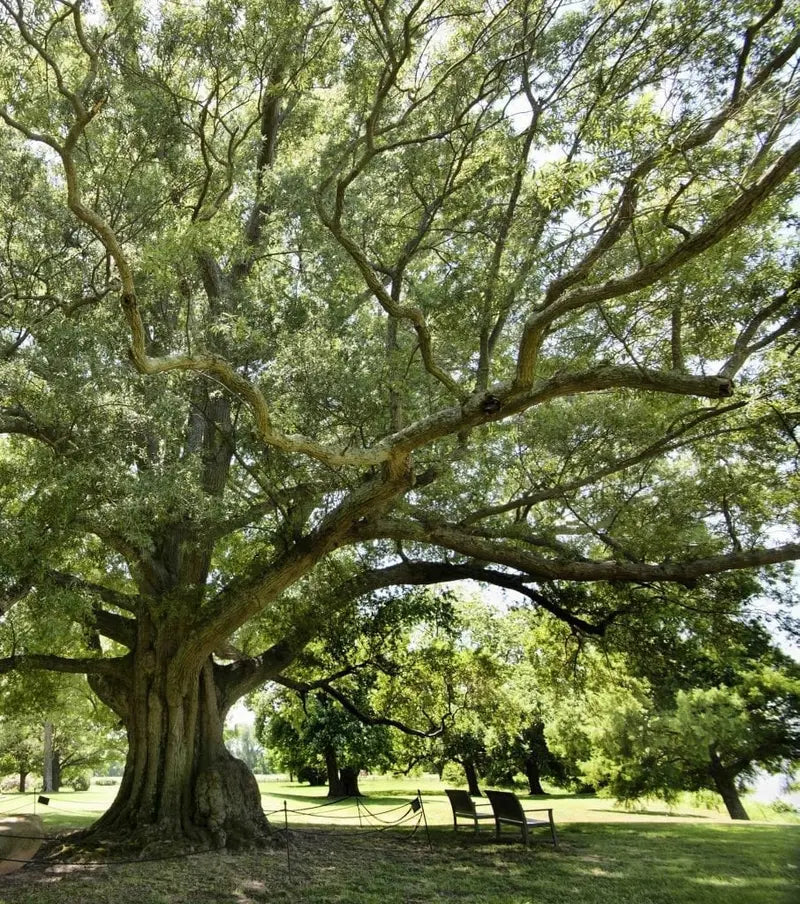 Willow Oak Tree  Slender-Leaved Oak Ideal for Urban Landscapes and Coastal Areas