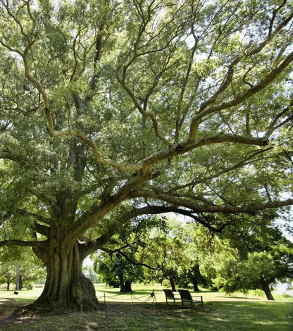 Willow Oak Tree  Slender-Leaved Oak Ideal for Urban Landscapes and Coastal Areas