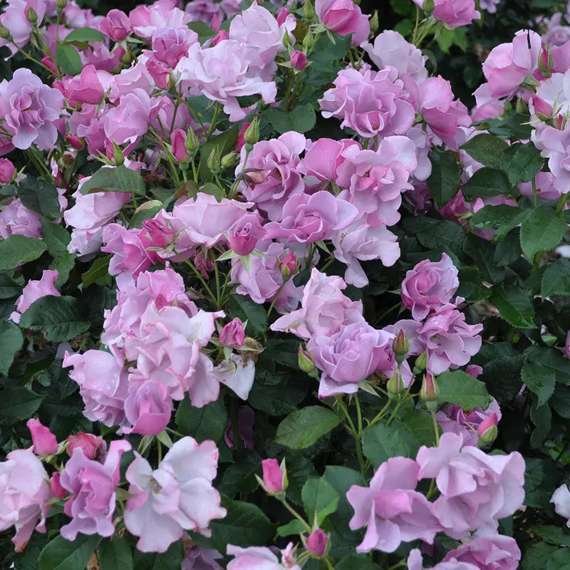 Heirloom Roses  Blueberry Hill Shrub Rose Plant  Lavender Colored Live Plant
