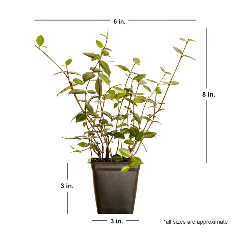 Asiatic Jasmine Evergreen Groundcover Vine, 54-Pack, 3.25-Inch Pots, Full Sun Plant