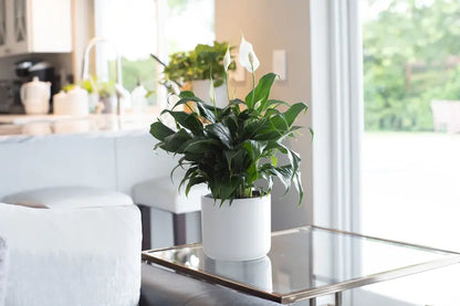 Costa Farms  Live Indoor 15in. Tall White Peace Lily; Bright, Indirect Sunlight Plant in 6in. Grower Pot