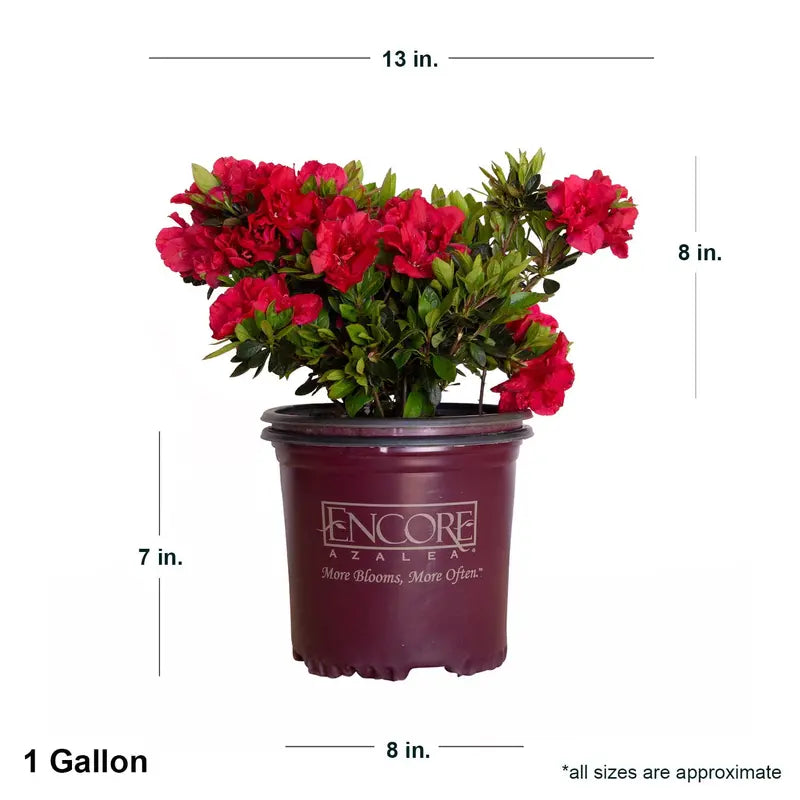 Encore Azalea Autumn Fire (1 Gallon) Red Flowering Shrub  Full Sun Live Outdoor Plant