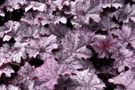 Mixed Heuchera, 3 plugs, one plant per plug