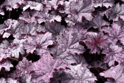 Mixed Heuchera, 3 plugs, one plant per plug