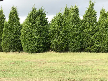 Eastern Red Cedar Tree  Evergreen, Drought-Tolerant Native Conifer & Wildlife Habitat