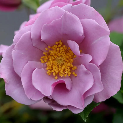 Heirloom Roses  Blueberry Hill Shrub Rose Plant  Lavender Colored Live Plant