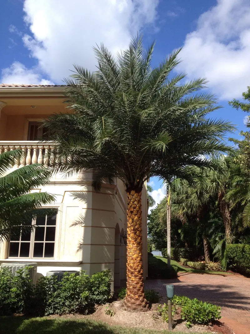 Sylvester Palm  Live Plant in a 10 inch Growers Pot  Phoenix Sylvestris- Hardy Palms from Florida