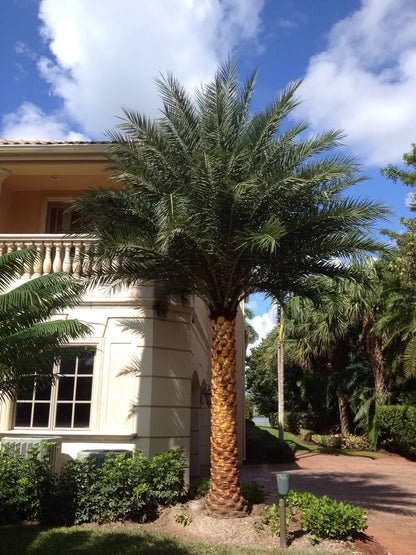 Sylvester Palm  Live Plant in a 10 inch Growers Pot  Phoenix Sylvestris- Hardy Palms from Florida