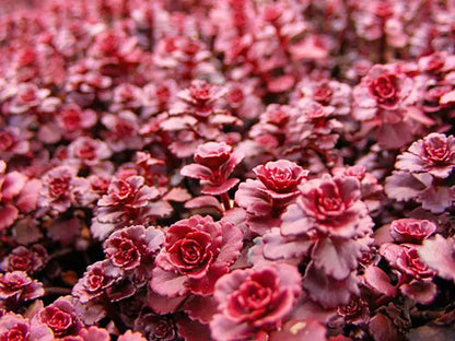 Dragon’s Blood Sedum Stonecrop Succulent