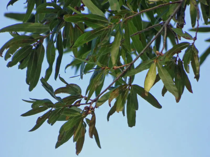 Willow Oak Tree  Slender-Leaved Oak Ideal for Urban Landscapes and Coastal Areas