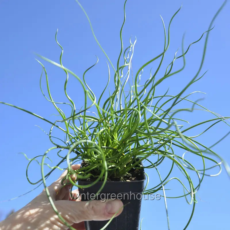 Juncus Effusus Spiralis, Corkscrew Rush  Pot Size: 3