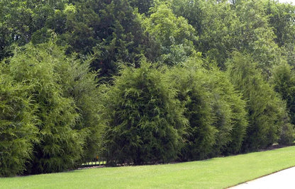 Eastern Red Cedar Tree  Evergreen, Drought-Tolerant Native Conifer & Wildlife Habitat