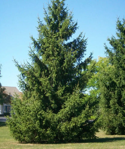 Norway Spruce Tree  Dense Evergreen Conifer with Drooping Branches and Year-Round Privacy