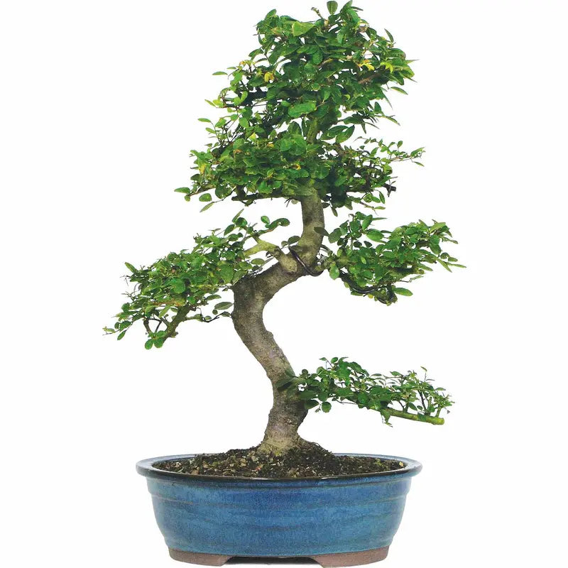 Brussel’s Chinese Elm Bonsai  X Large  (Outdoor)