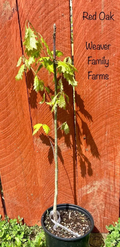 Northern Red Oak Tree  Majestic Shade Tree with Strong Wood, Reddish Fall Foliage, and Acorns