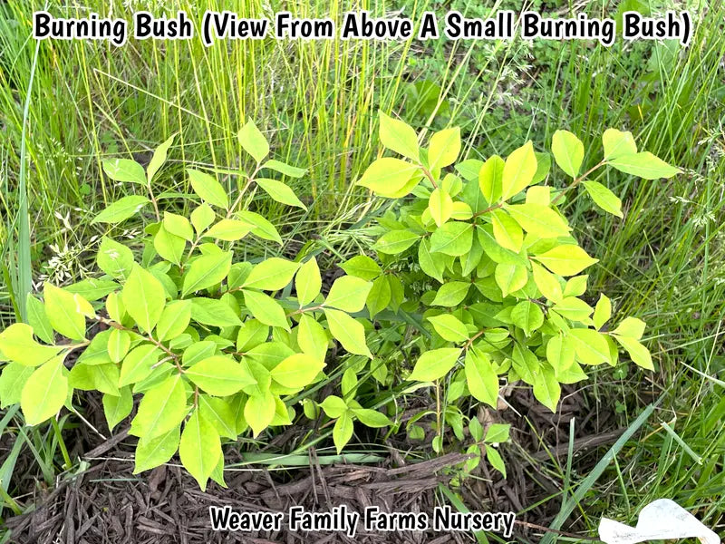 Dwarf Burning Bush