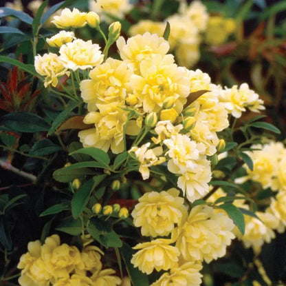 Yellow Lady Banks Rose (2.5 Gallon) Thornless Blooming Vine  Full Sun Live Outdoor Plant
