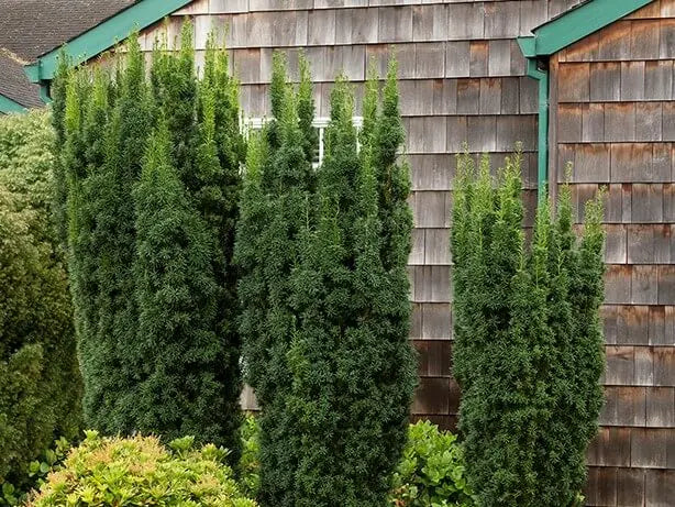 Yew ‘Hicks’