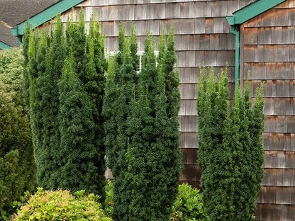 Yew ‘Hicks’
