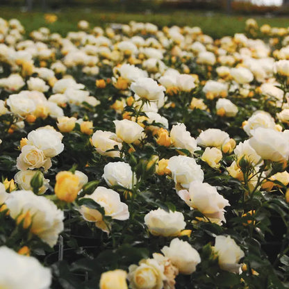 Drift Popcorn Rose Live Shrub (2 Gallon)