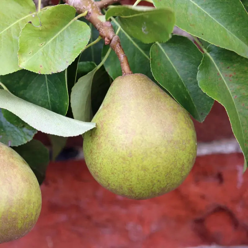 Comice Pear Tree  Gourmet-Grade, Sweet & Buttery Dessert Pear