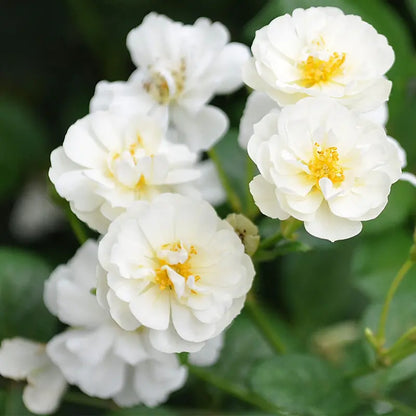 Heirloom Roses White Rose Bush  Cassie Shrub Rose Plant  Live Plants For Garden