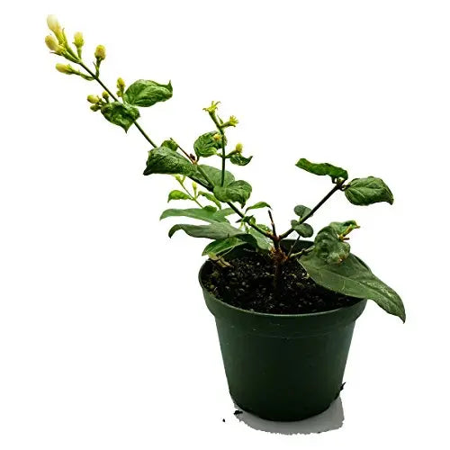 Jasmine Maid of Orleans Plant  4