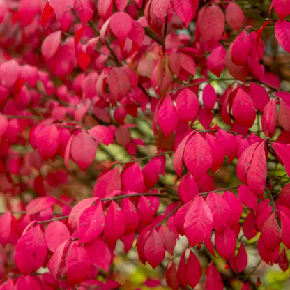 Dwarf Burning Bush