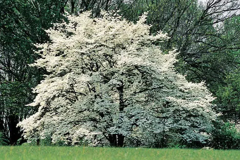 White Flowering Dogwood Tree
