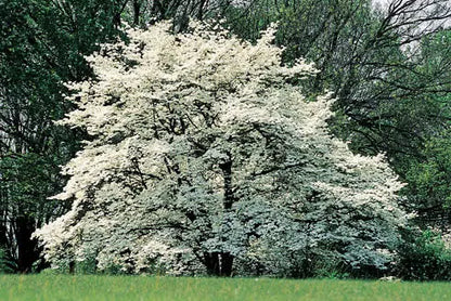 White Flowering Dogwood Tree