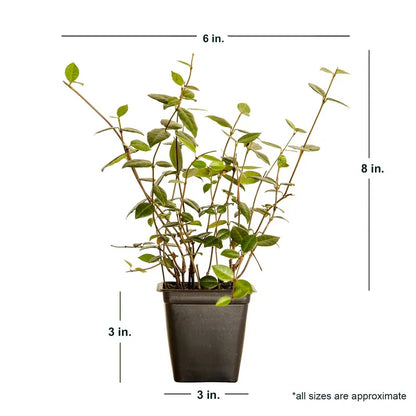 Asiatic Jasmine  54 Pack (3.25 In. Pots) Evergreen Groundcover Vine  Full Sun Live Outdoor Plant