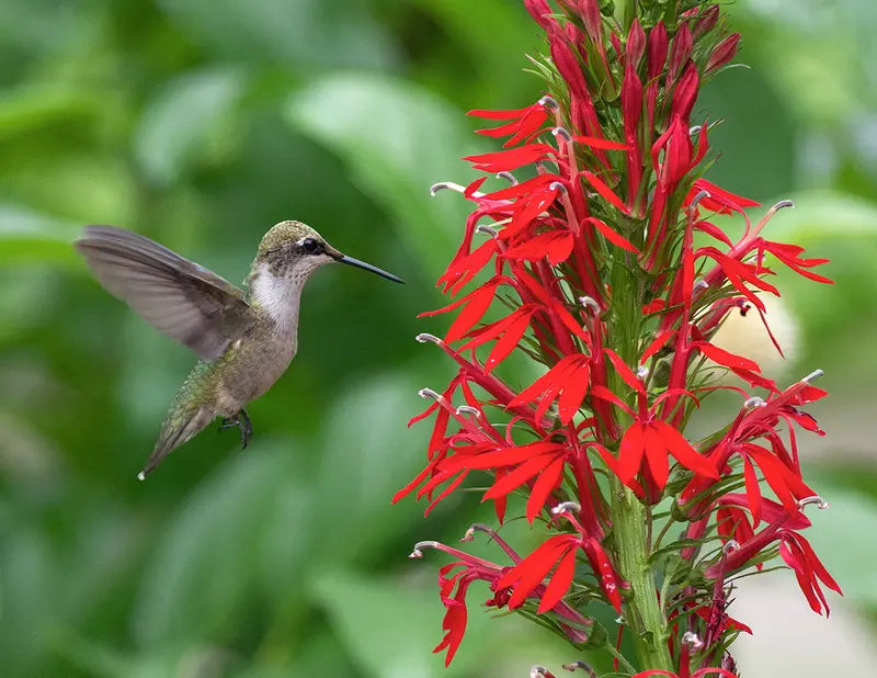 Cardinal Flower  Lobelia cardinalis  Live Starter Plant
